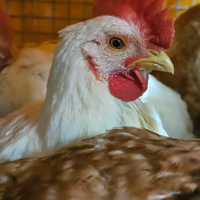 Pollastre e galletti