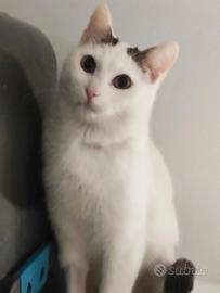 Una famiglia per Carlo