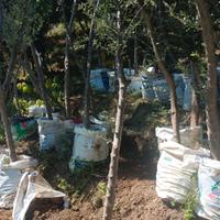  Piante  ulivo età media 7/8 anni. Prezzo 25€ (1)