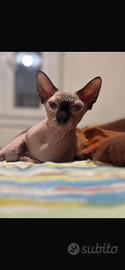 Sphynx