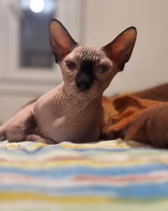 Sphynx