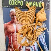 Scopri il Corpo Umano Lisciani con scheletro e car
