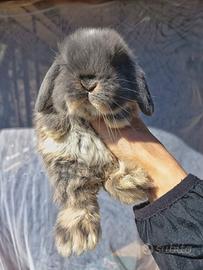 Conigli minilop cuccioli