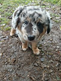Cuccioli cane