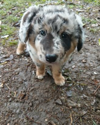 Cuccioli cane