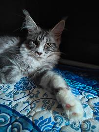 Pepita