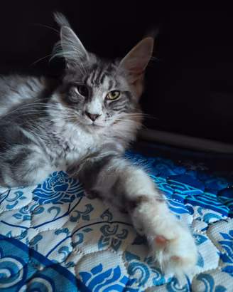 Pepita