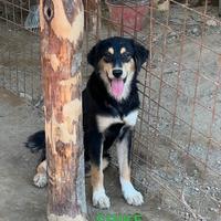 Cucciolo di 1 anno in adozione