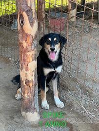 Cucciolo di 1 anno in adozione