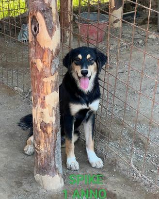 Cucciolo di 1 anno in adozione