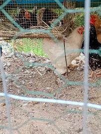 Animali
