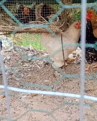 Animali