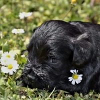 Cucciolo schnauzer nano nero