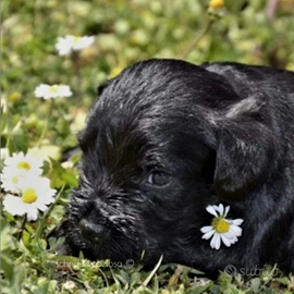 Cucciolo schnauzer nano nero