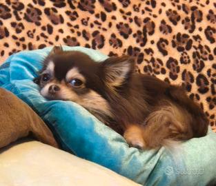 Chihuahua maschio per accoppiamento
