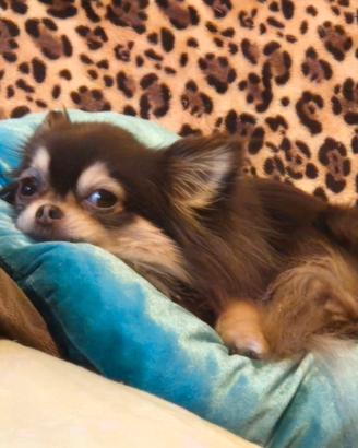 Chihuahua maschio per accoppiamento