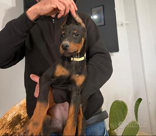 Dobermann