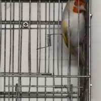 Cardellina LUTINA