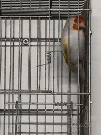 Cardellina LUTINA