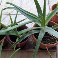 Piante di Aloe Vera