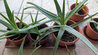 Piante di Aloe Vera
