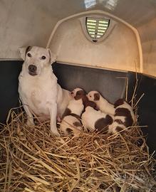 Fattrice jack russel