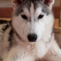 Splendida cucciolona di Husky già addestrata