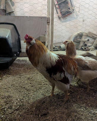 Araucana