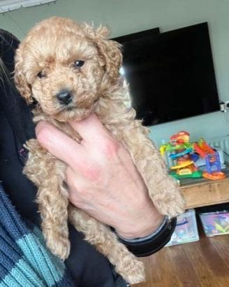 Cuccioli di barboncini