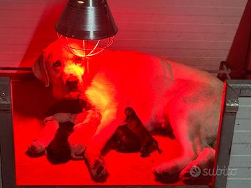 Cuccioli di Labrador con pedigree ENCI