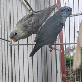 Coppia barrati blu x grigio 2024