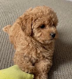 MALTIPOO - MALTIPO CUCCIOLI - maltese e barboncino