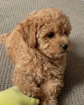 MALTIPOO - MALTIPO CUCCIOLI - maltese e barboncino