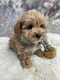 Cuccioli di maltipoo maschi femmine