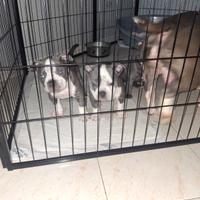 Sant egidio monte albino