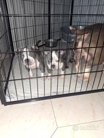 Sant egidio monte albino