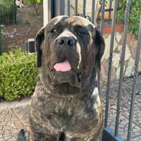 Cane corso per monta