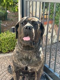 Cane corso per monta