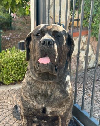 Cane corso per monta