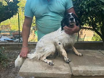 Setter femmina