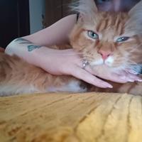 Maine coon maschio per monta