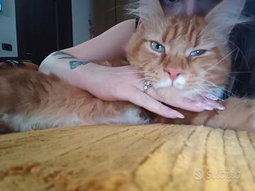 Maine coon maschio per monta