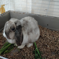 Ariete cuccioli disponibili con prenotazione