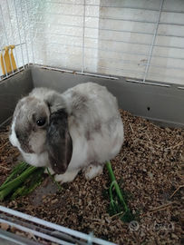 Ariete cuccioli disponibili con prenotazione