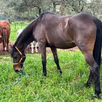 Frisone per siciliana