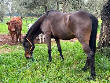 Frisone per siciliana