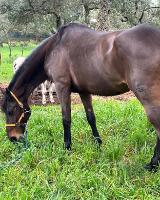 Frisone per siciliana