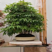 bonsai acero palmato momiji  (kabudachi )