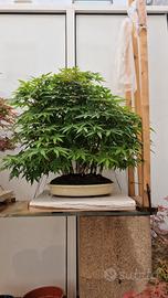 bonsai acero palmato momiji  (kabudachi )