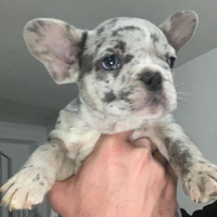 Bulldog francese Merle